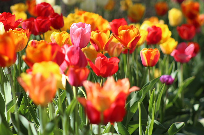 Viele Tulpen in Rot, Orange, Gelb und Pink