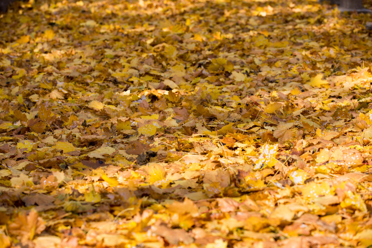 Goldenes Herbstlaub auf dem Boden